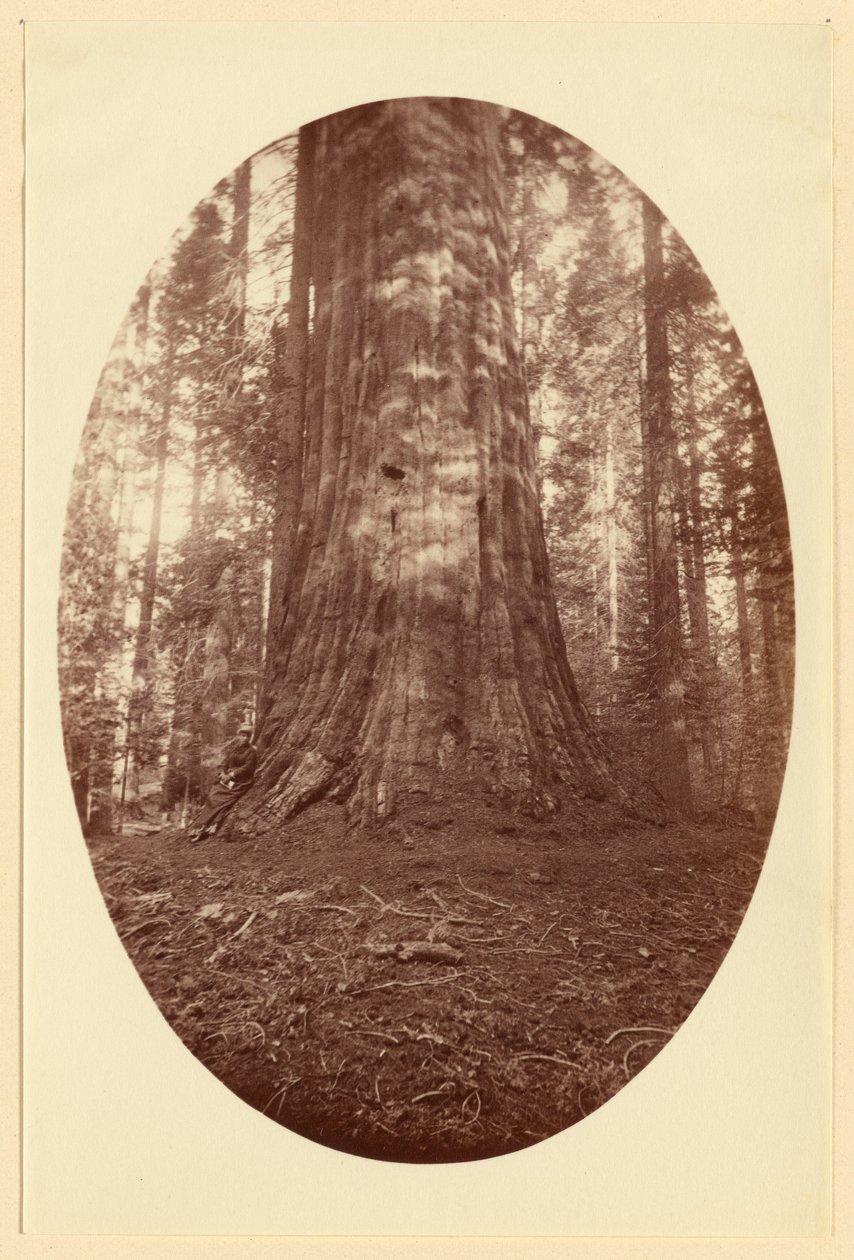 [Empire State Calaveras Grove] alkotó: Carleton Watkins