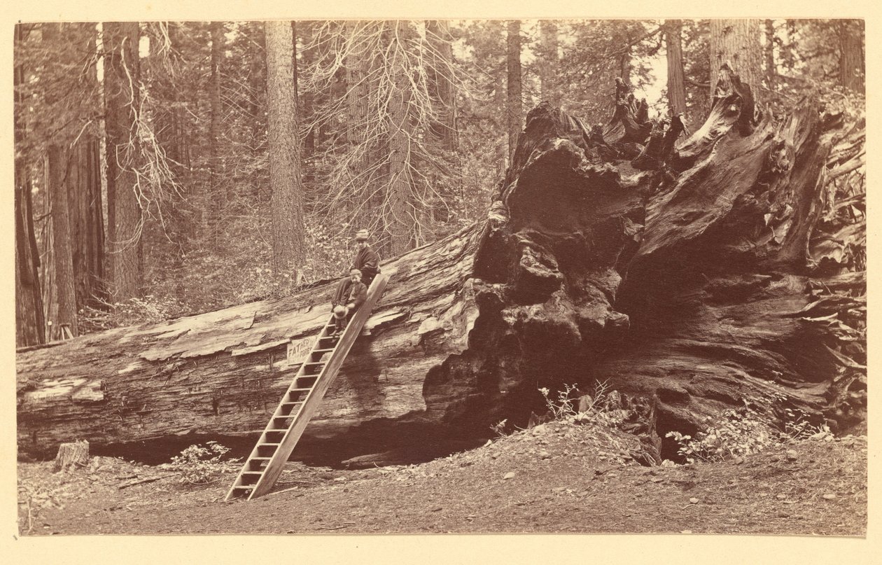 [Az erdei Calaveras liget atyja] alkotó: Carleton Watkins