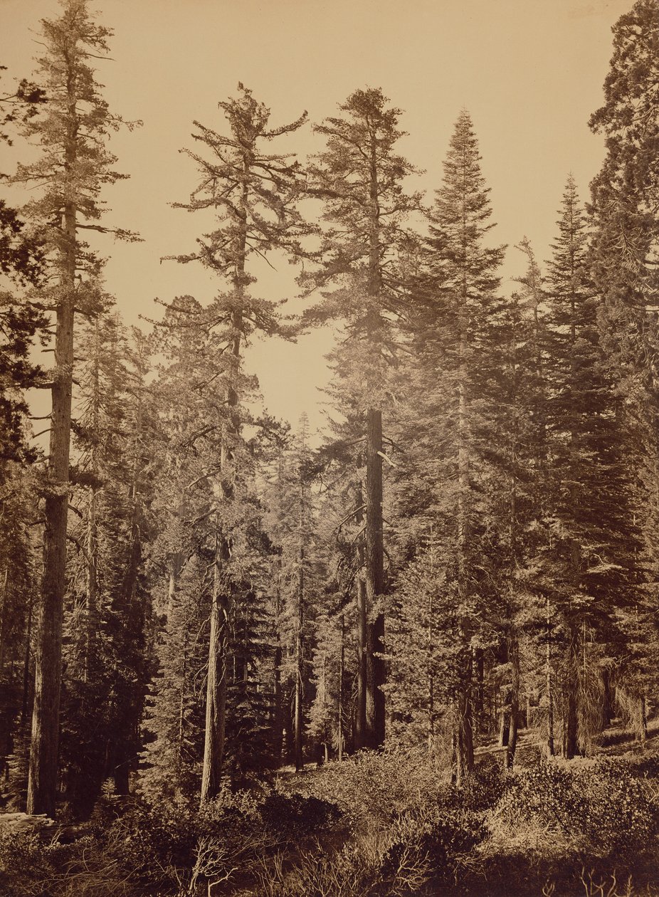 [Erdei jelenet] / [Cukorfenyők] alkotó: Carleton Watkins
