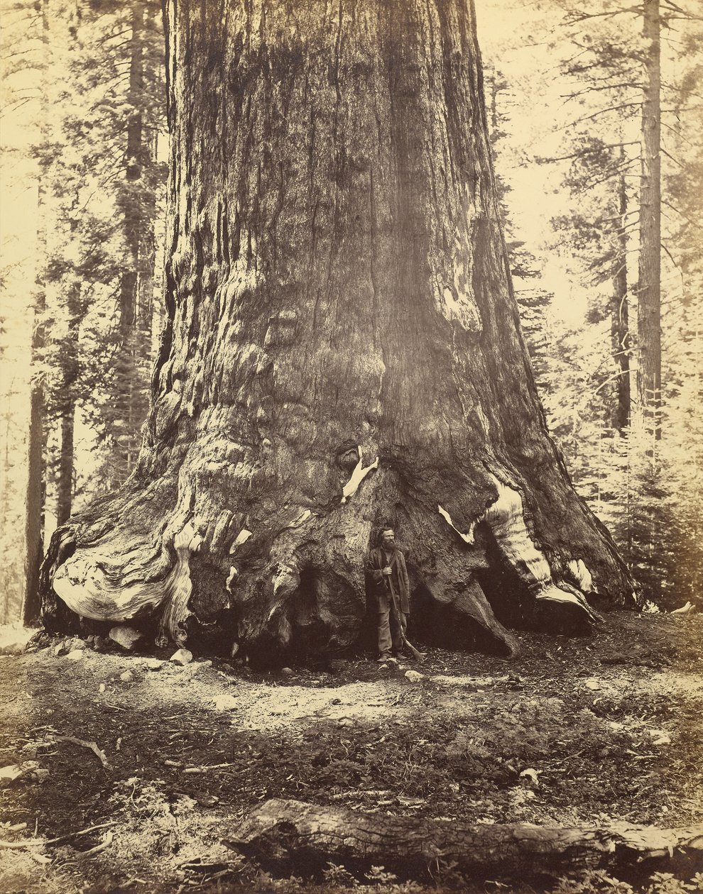 [A Grizzly óriás szekciója] alkotó: Carleton Watkins