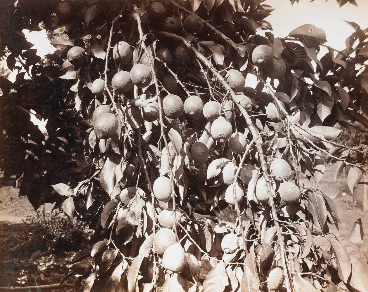 Cím nélkül [gyümölcs a fán] alkotó: Carleton Watkins