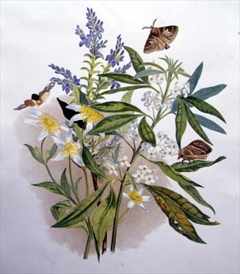 Tasmániai kék Speedwell és törpe Clematis alkotó: Caroline Louisa Meredith