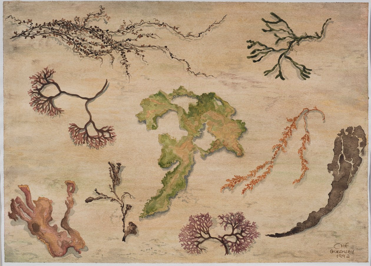 Tengeri hínár, 1992 (wc, papír) alkotó: Carolyn Hubbard Ford