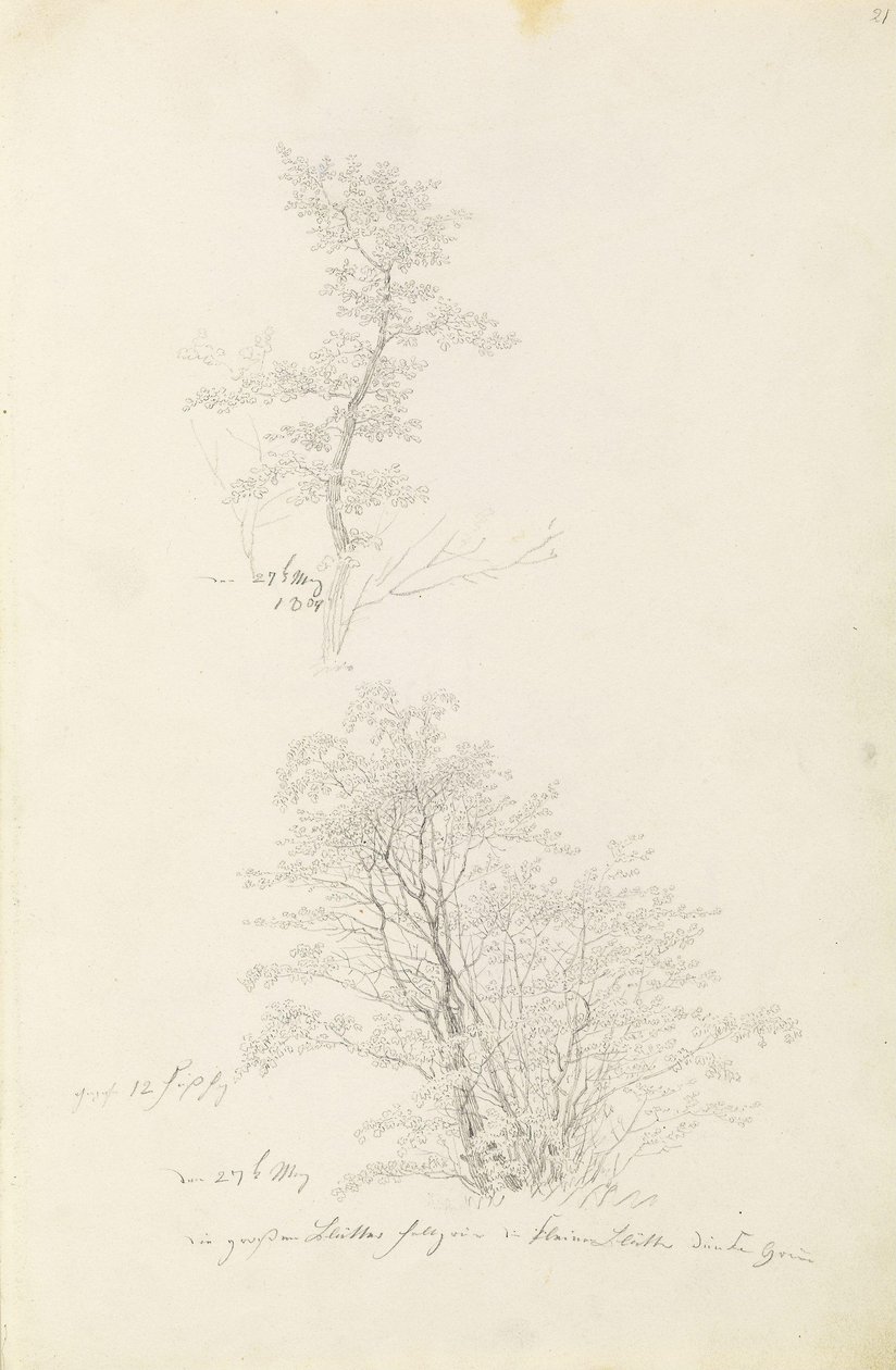Fiatal fák csoportja alkotó: Caspar David Friedrich