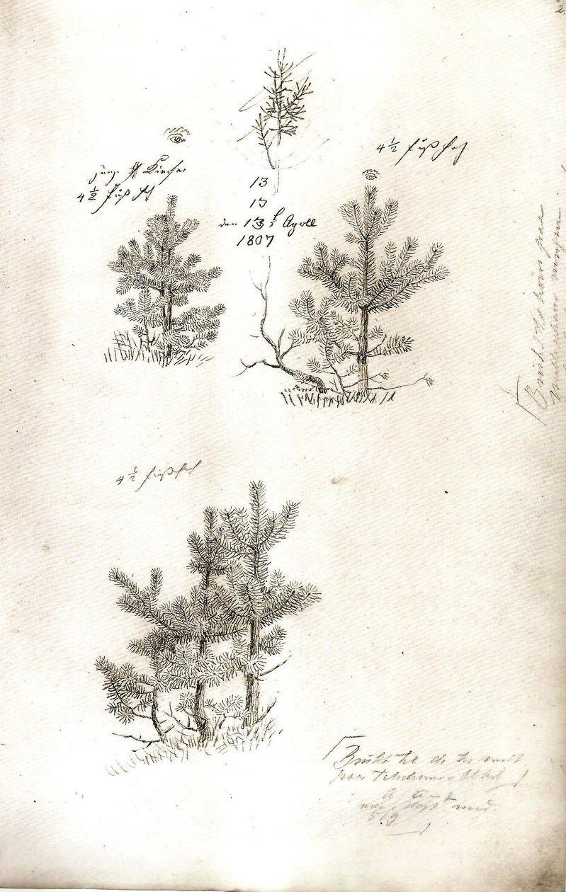 Pines alkotó: Caspar David Friedrich