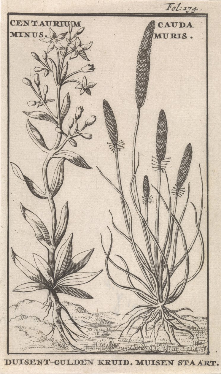 Centaury és egér farka Centaurium Minus. Cauda MurisDuisent-Guilder Herb. Egér farka (cím az objektumon) alkotó: Caspar Luyken