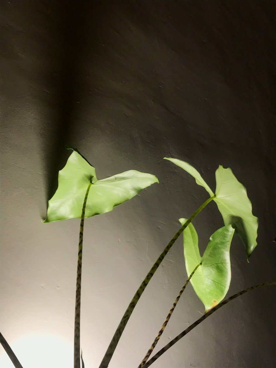 Összetétel - Plant, 2021 (fénykép) alkotó: Cécile Jamet