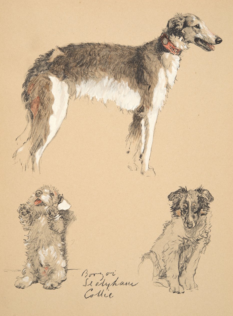 Borzoi, Sealyham és Collie, 1930, Illusztrációk a „Csak a barátok között” című vázlatfüzetéből, Aldin, Cecil Charles Windsor (1870-1935), később kiadó: Eyre és Spottiswoode Limited, 1934, C alkotó: Cecil Charles Windsor Aldin