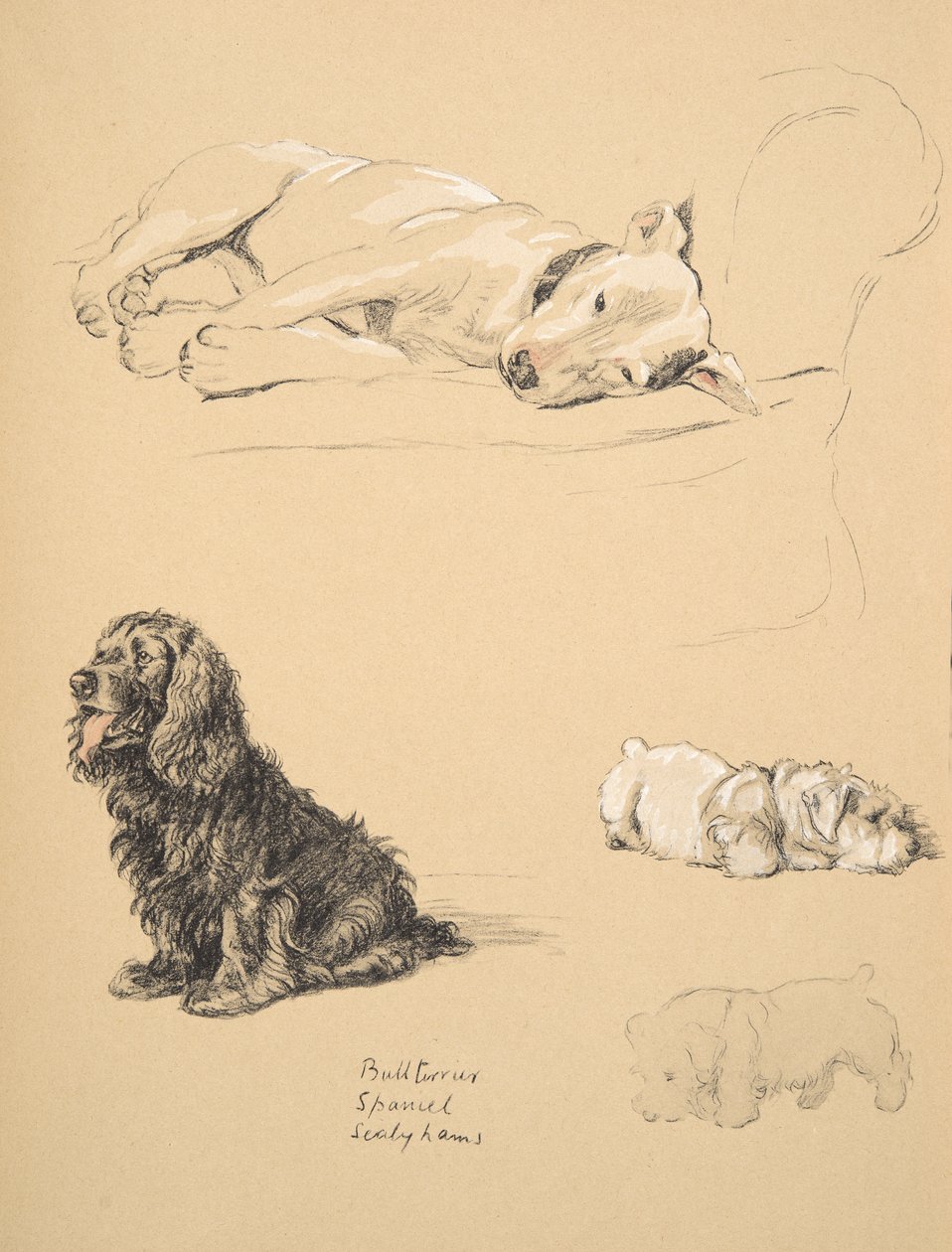 Bull-terrier, spániel és Sealyhams, 1930, Illusztrációk a „Csak a barátok között” című vázlatfüzetéből, Aldin, Cecil Charles Windsor (1870-1935), később kiadta az Eyre és a Spottiswoode Limited, alkotó: Cecil Charles Windsor Aldin