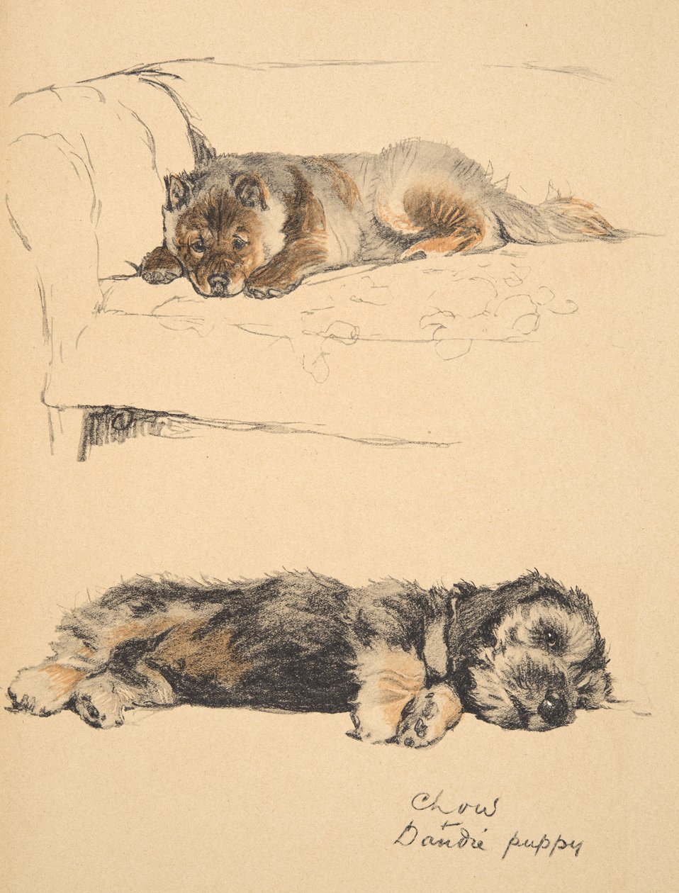 Chow és Dandie Puppy, 1930, Illusztrációk a vázlatfüzetéből a „Csak a barátok között”, Aldin, Cecil Charles Windsor (1870-1935), később kiadta az Eyre and Spottiswoode Limited, 1934, Chalk a alkotó: Cecil Charles Windsor Aldin
