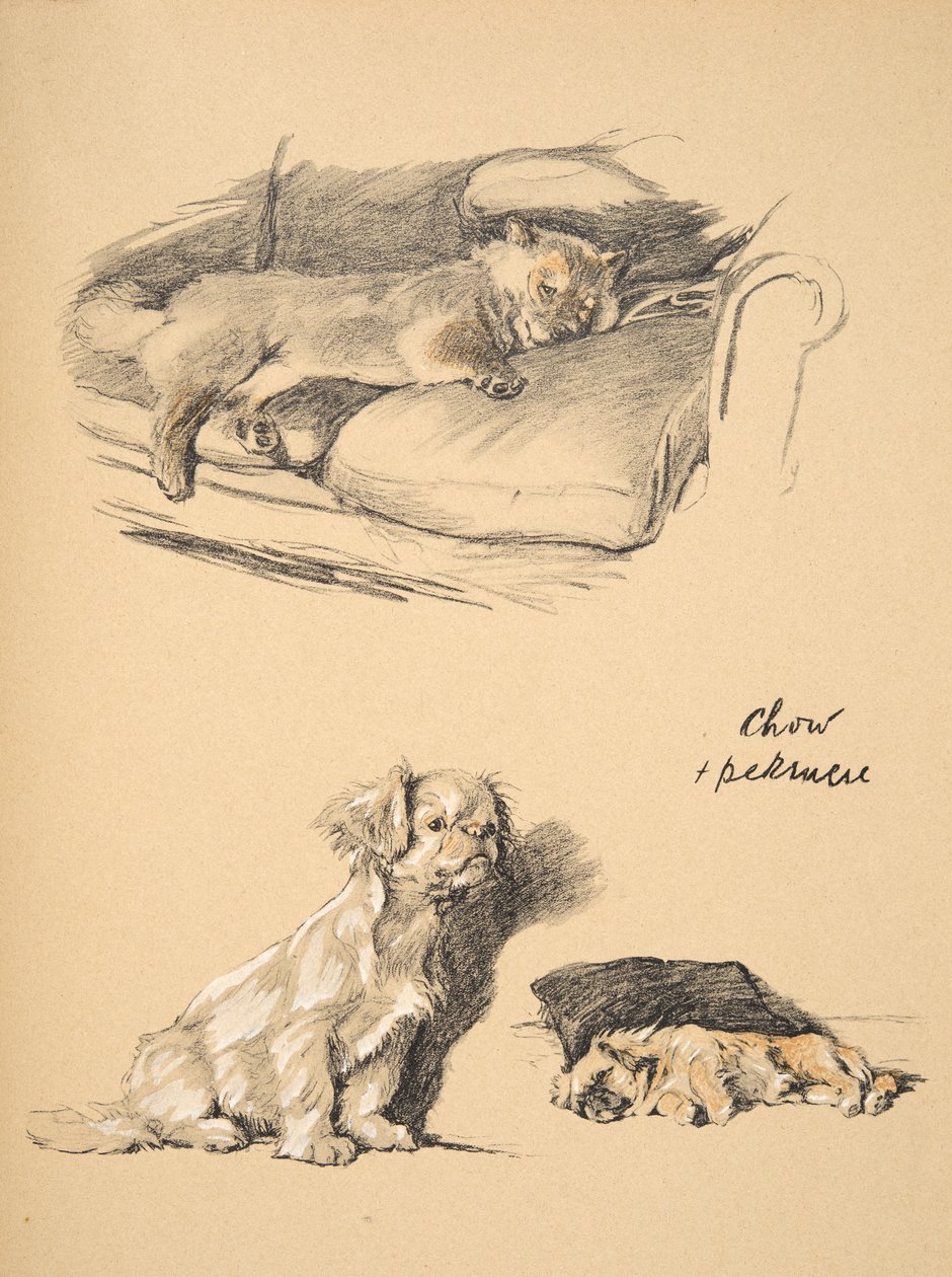 Chow és Pekinese, 1930, Illusztrációk a vázlatfüzetéből, amelyet a „Csak a barátok között”-hez használt, Aldin, Cecil Charles Windsor (1870-1935), később kiadta: Eyre and Spottiswoode Limited, 1934, Chalk and C alkotó: Cecil Charles Windsor Aldin