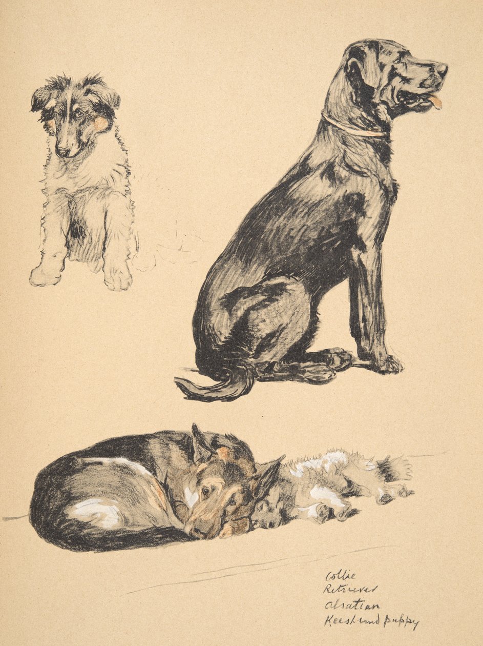 Collie, Retriever, Alstian és Keeshund kölyökkutya, 1930, Illusztrációk a "Just Among Friends"-hez használt vázlatkönyvéből, Aldin, Cecil Charles Windsor (1870-1935), később Eyre and Spottiswood kiadónál jelent meg. alkotó: Cecil Charles Windsor Aldin