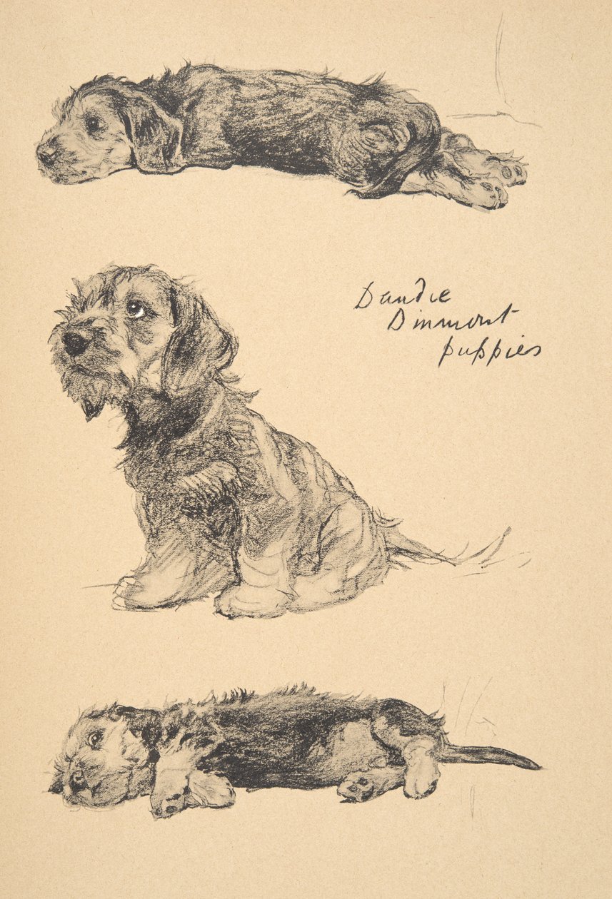 Dandie Dinmont kölykök, 1930, Illusztrációk a „Csak a barátok között” című vázlatfüzetéből, Aldin, Cecil Charles Windsor (1870-1935), később kiadó: Eyre és Spottiswoode Limited, 1934, Chalk alkotó: Cecil Charles Windsor Aldin