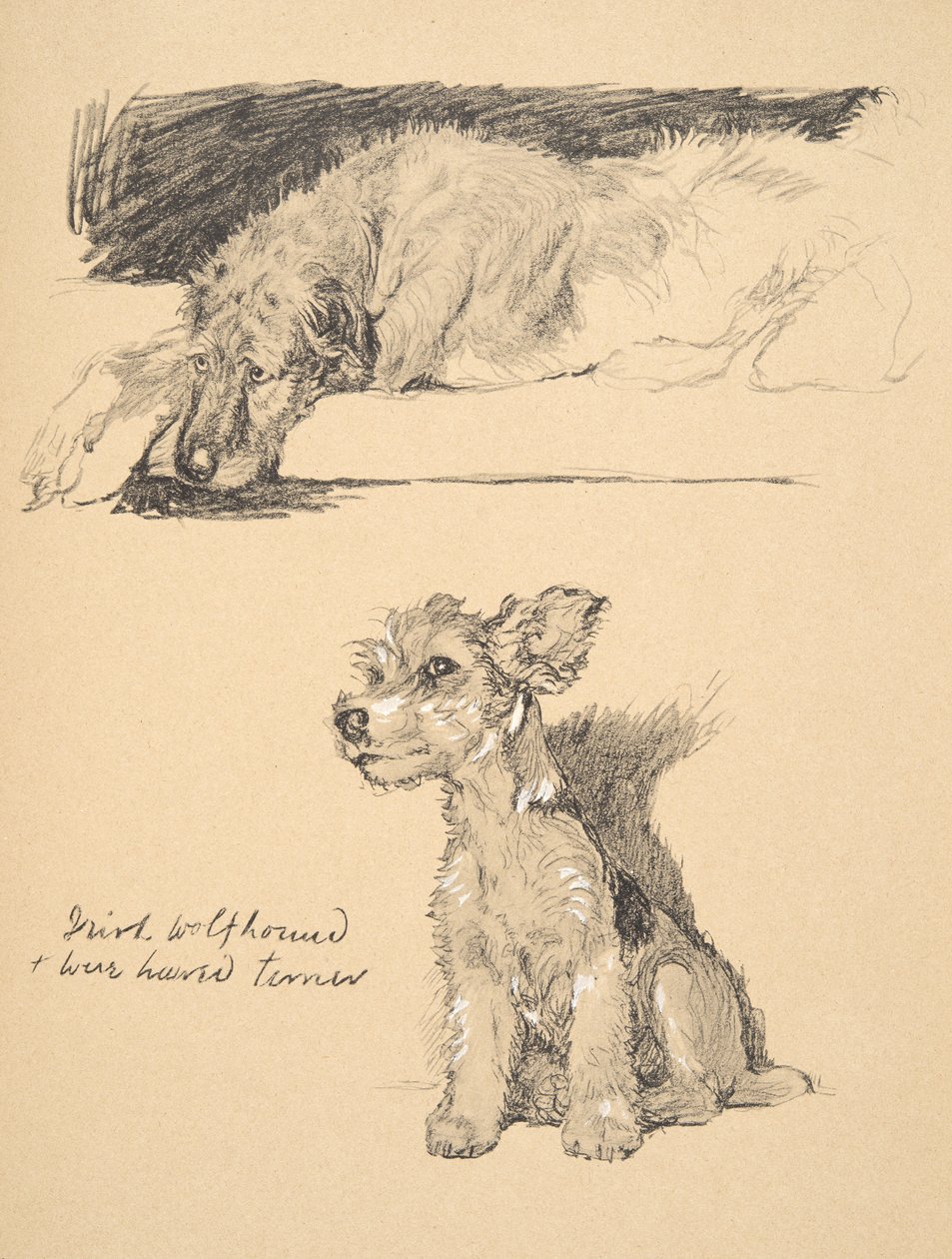 Ír farkaskutya és drótszőrű terrier, 1930, Illusztrációk a „Csak a barátok között” című vázlatfüzetéből, Aldin, Cecil Charles Windsor (1870-1935), később kiadó: Eyre és Spottiswoode Limi alkotó: Cecil Charles Windsor Aldin