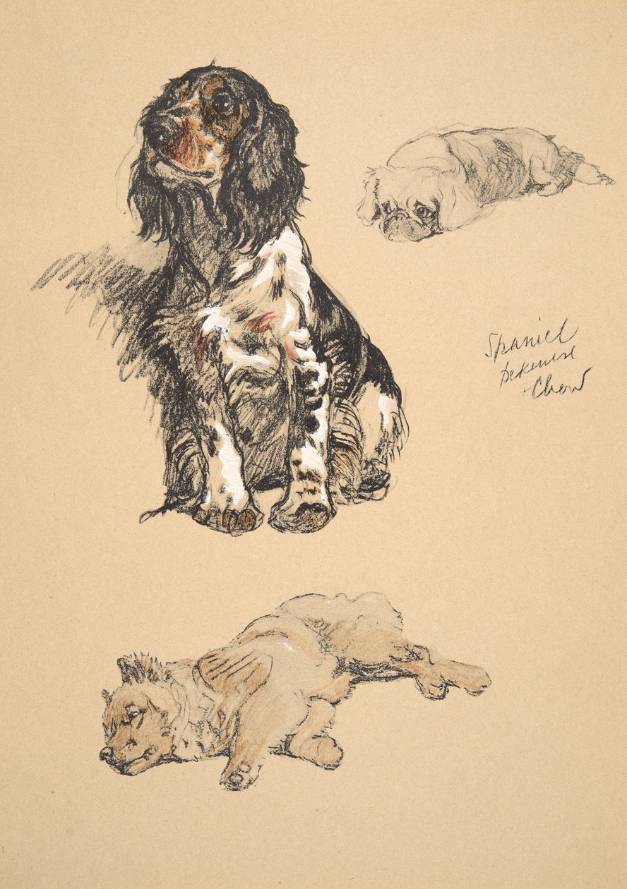 Spániel, pekini és csau, 1930, Illusztrációk a „Csak a barátok között” című vázlatfüzetéből, Aldin, Cecil Charles Windsor (1870-1935), később kiadó: Eyre and Spottiswoode Limited, 1934, Ch alkotó: Cecil Charles Windsor Aldin