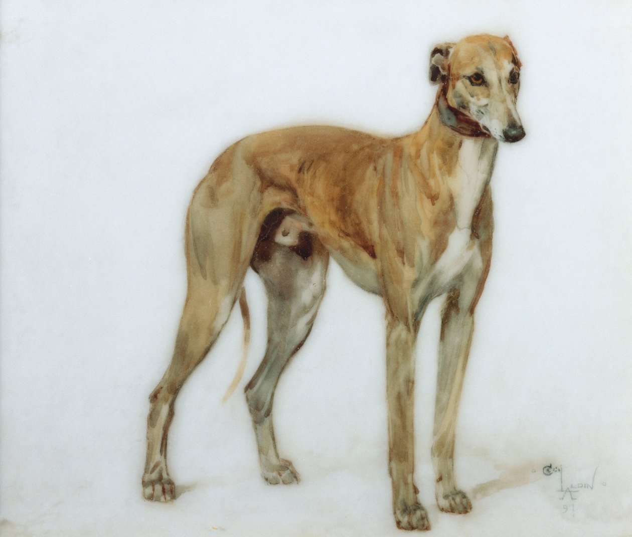 Egy őzbarna agár, 1897 alkotó: Cecil Charles Windsor Aldin