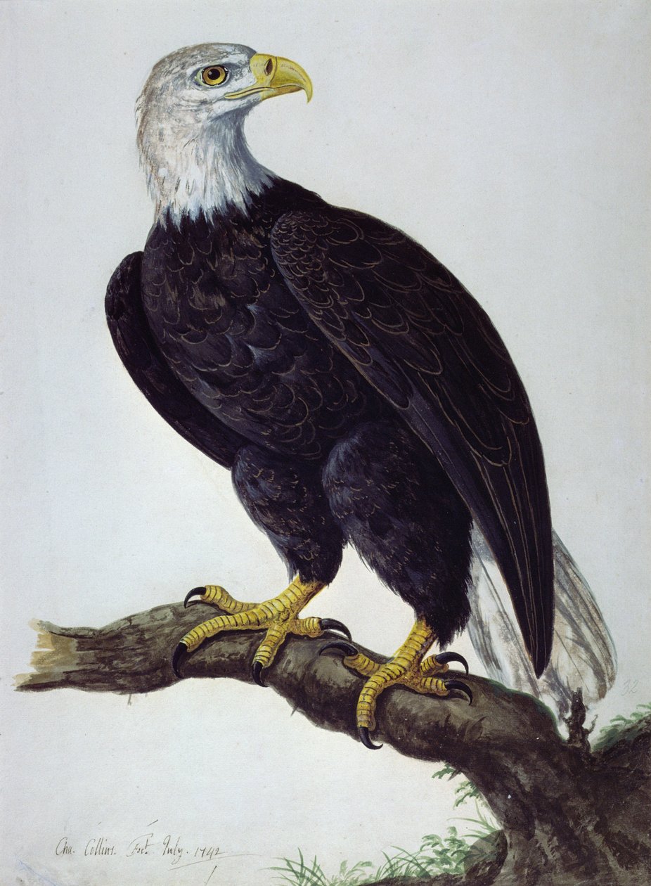 Fehérfejű tengeri sas alkotó: Charles Collins