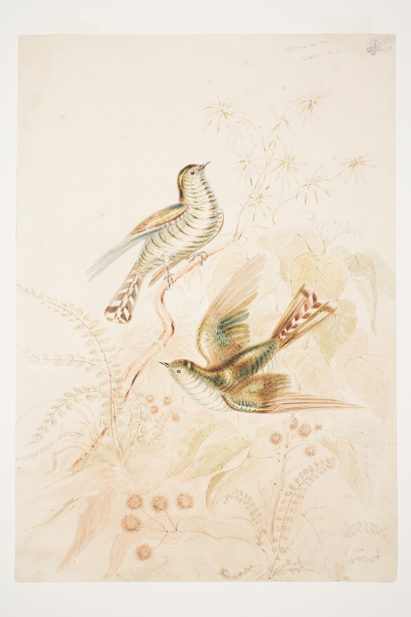 Hosszú levelű Pipi (Pipiwharauroa) Cuckoo N.Z. alkotó: Charles Heaphy