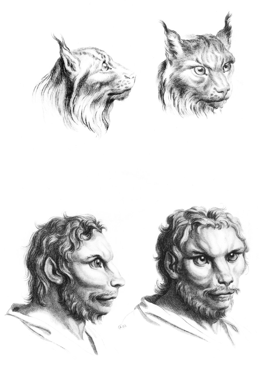 Hasonlóságok a hiúz és az ember feje között, Le Brun „Livre de portrait öntsük azokat, akik rajzolni kezdenek” című művéből alkotó: Charles Le Brun