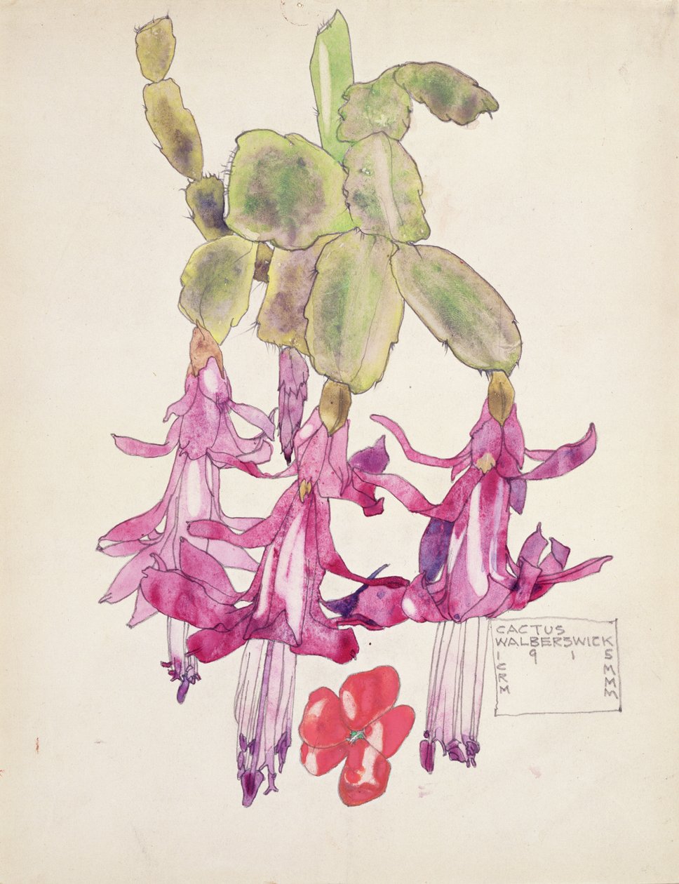 Kaktusz virág alkotó: Charles Rennie Mackintosh