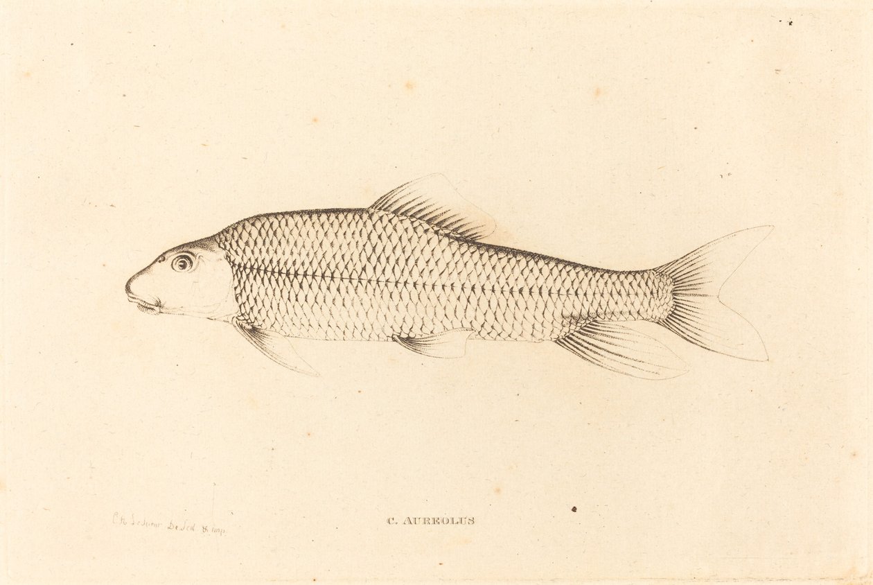 C. Aureolus alkotó: Charles Alexandre Lesueur