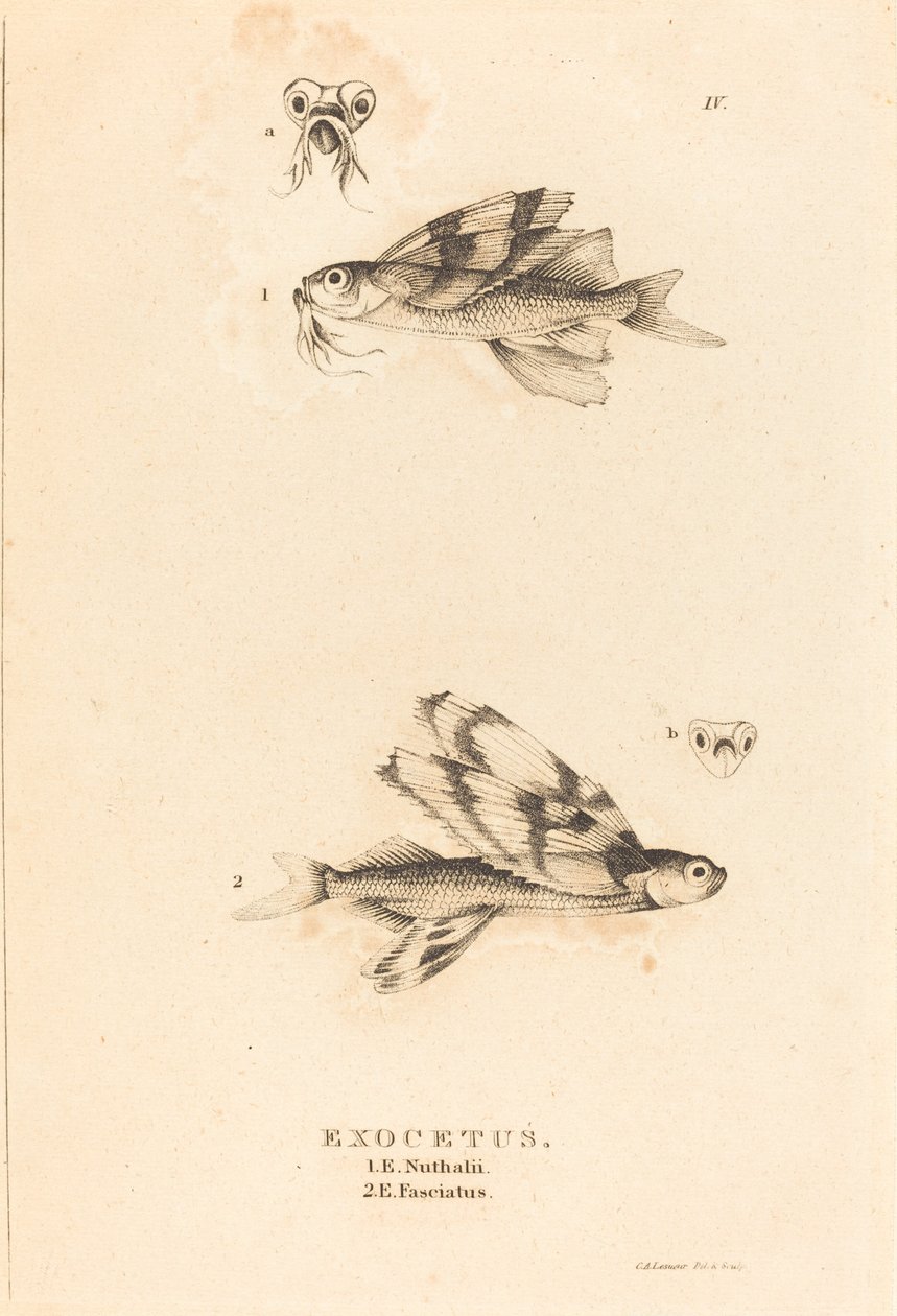 Exocetus alkotó: Charles Alexandre Lesueur