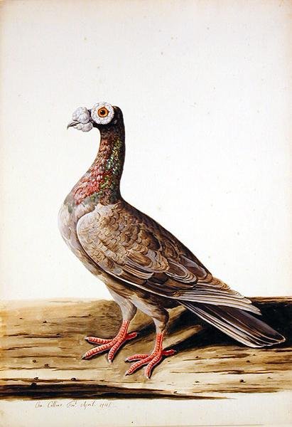 Egy fafajd, tyúk alkotó: Charles Collins