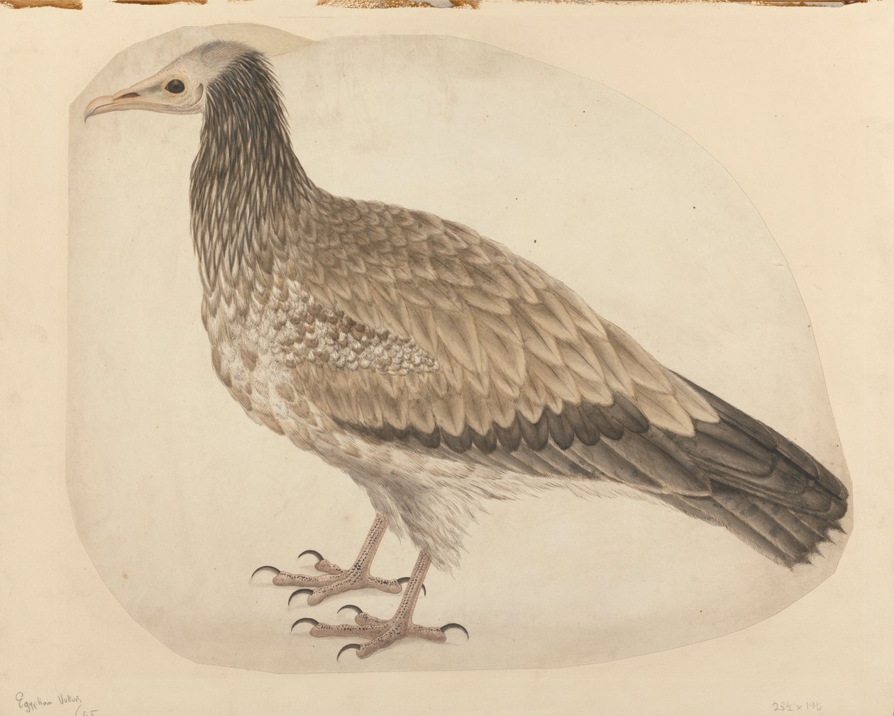 Egyiptomi keselyű alkotó: Charles Collins