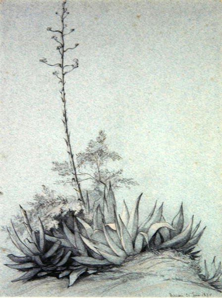 Virágzó Yucca alkotó: Charles Damour