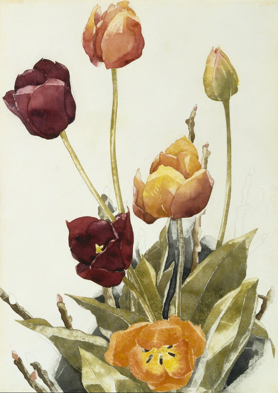 Tulipánok, 1933 (akvarell és grafit papíron) alkotó: Charles Demuth