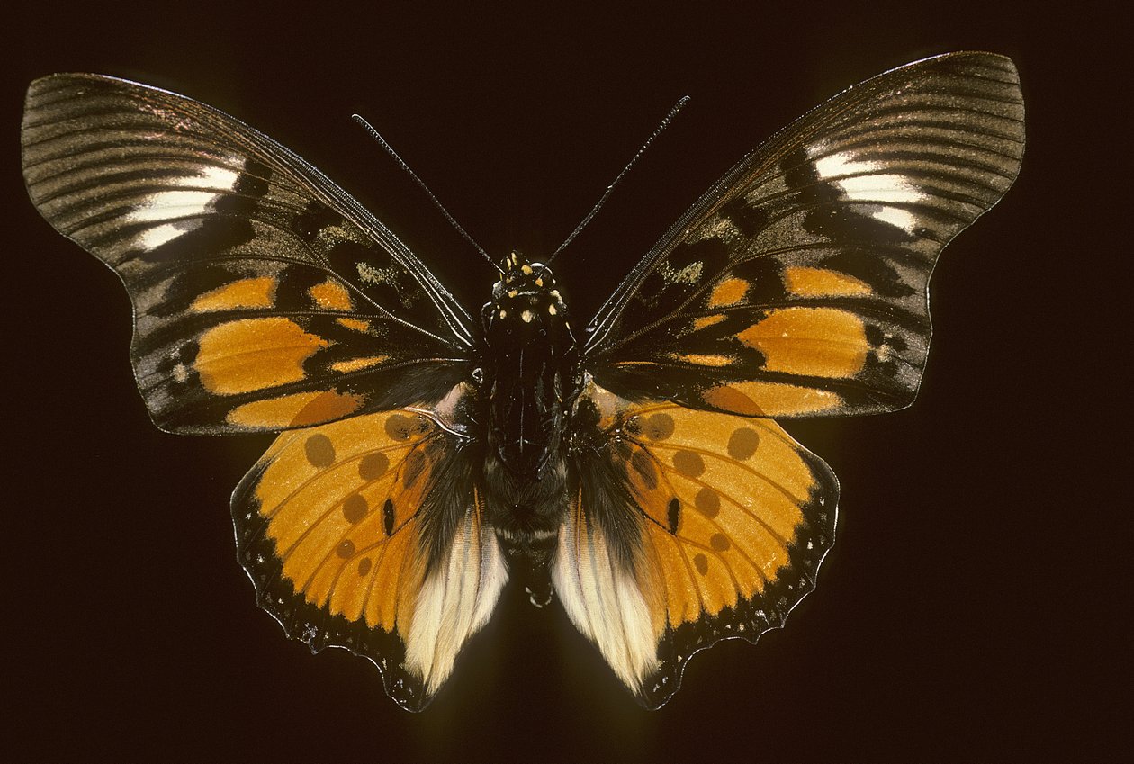 Acraeoids charaxes alkotó: Augustus Kollner