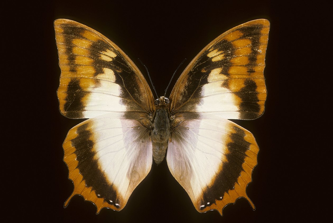 Azota protoclea charaxes alkotó: Augustus Kollner