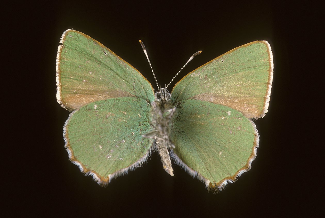 Callophrys rubi/Argus zöld alkotó: Augustus Kollner