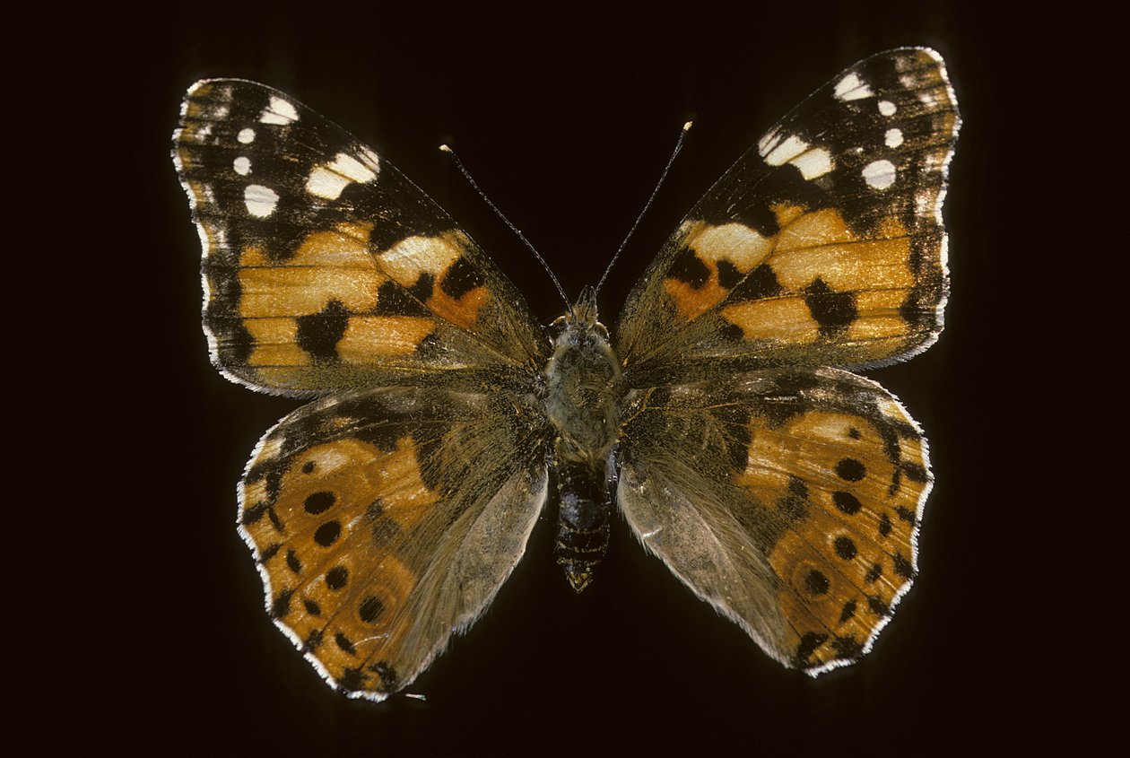 Cynthia cardui / Mostohalány / Bogáncs Vanesse alkotó: Augustus Kollner