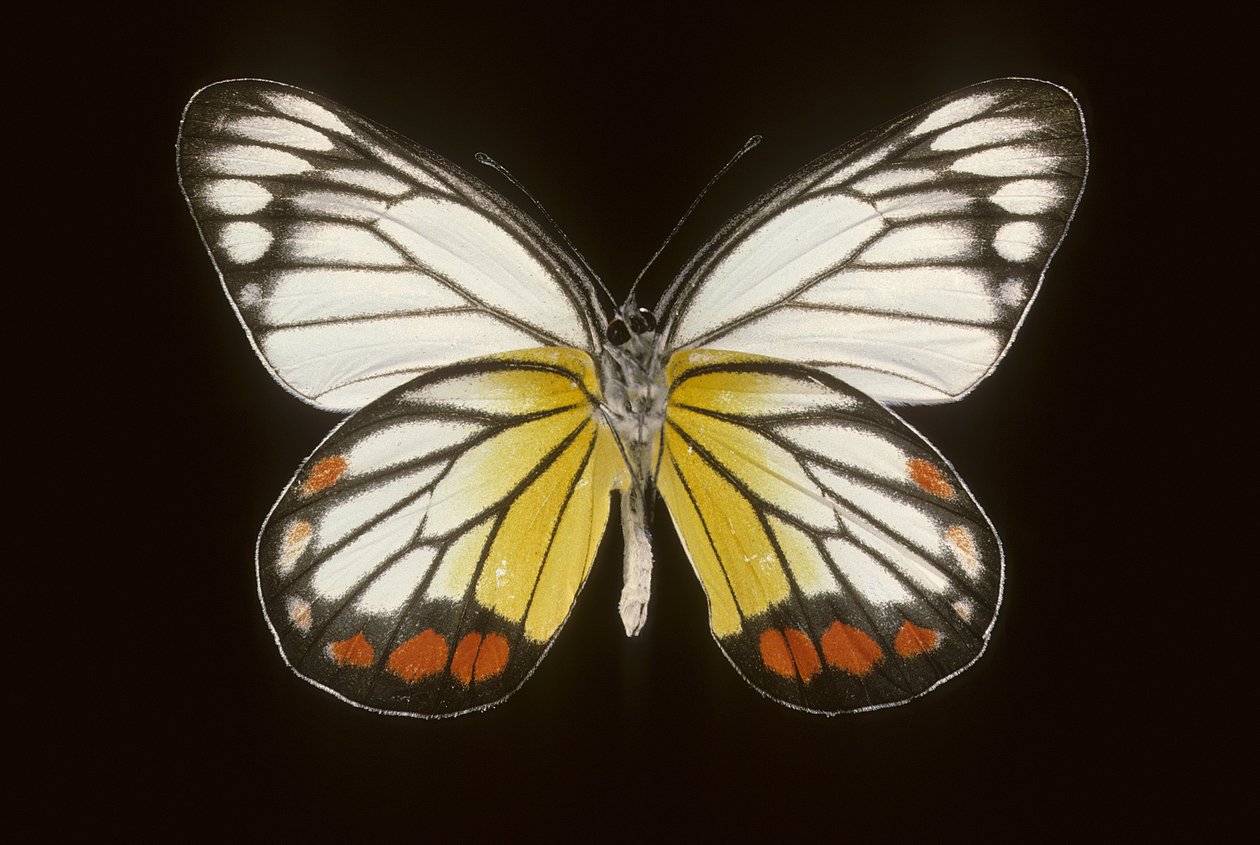 Delias hyparete/Férfi alkotó: Augustus Kollner