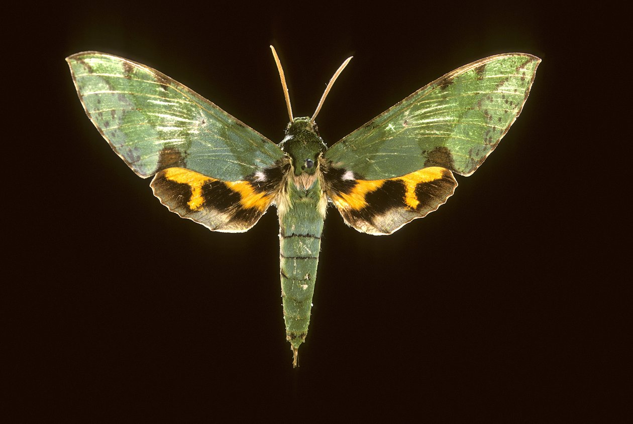 Euchloron megaera/Szfinxzöld alkotó: Augustus Kollner