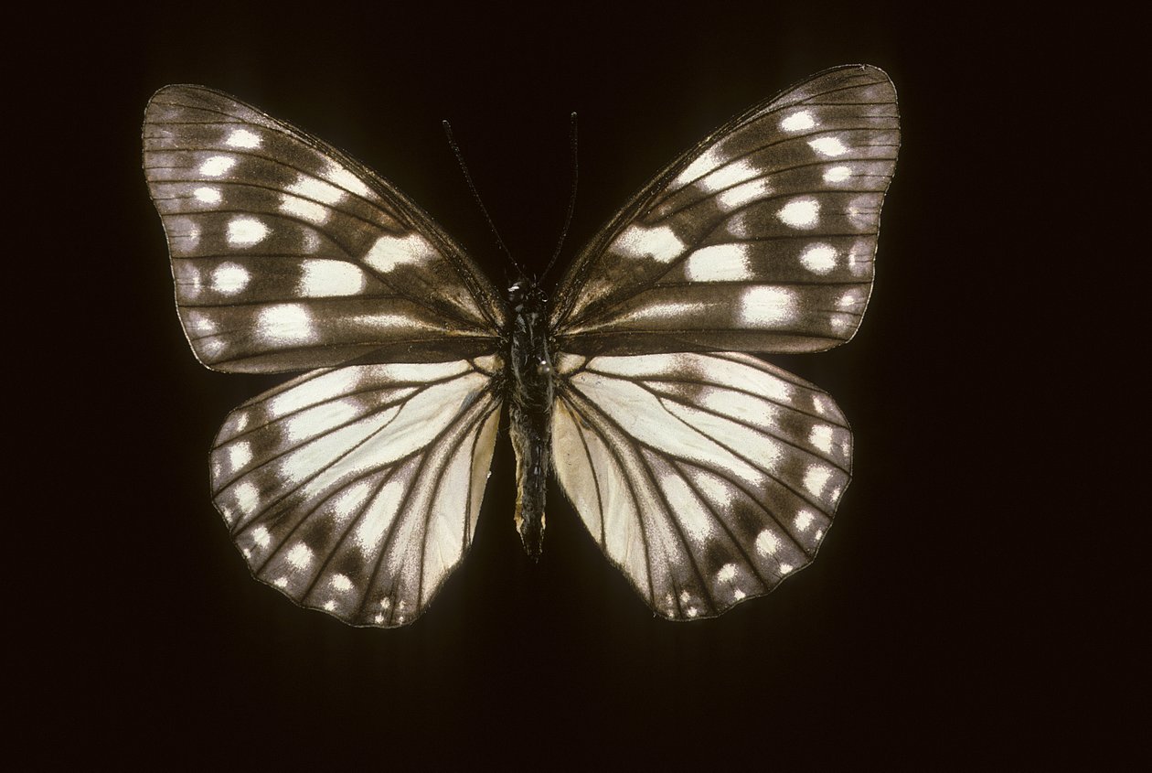 Hestina japonica alkotó: Augustus Kollner