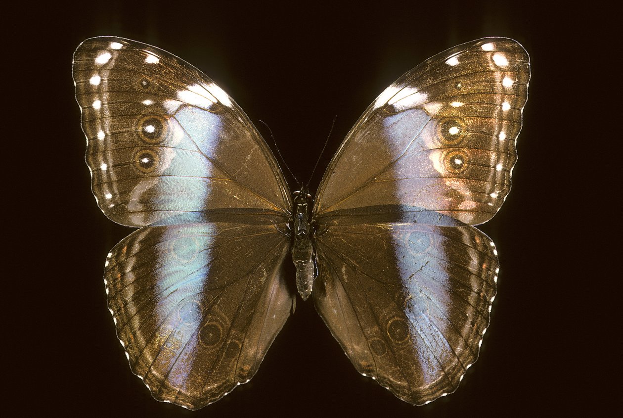 Morpho Achilles/Nő alkotó: Augustus Kollner