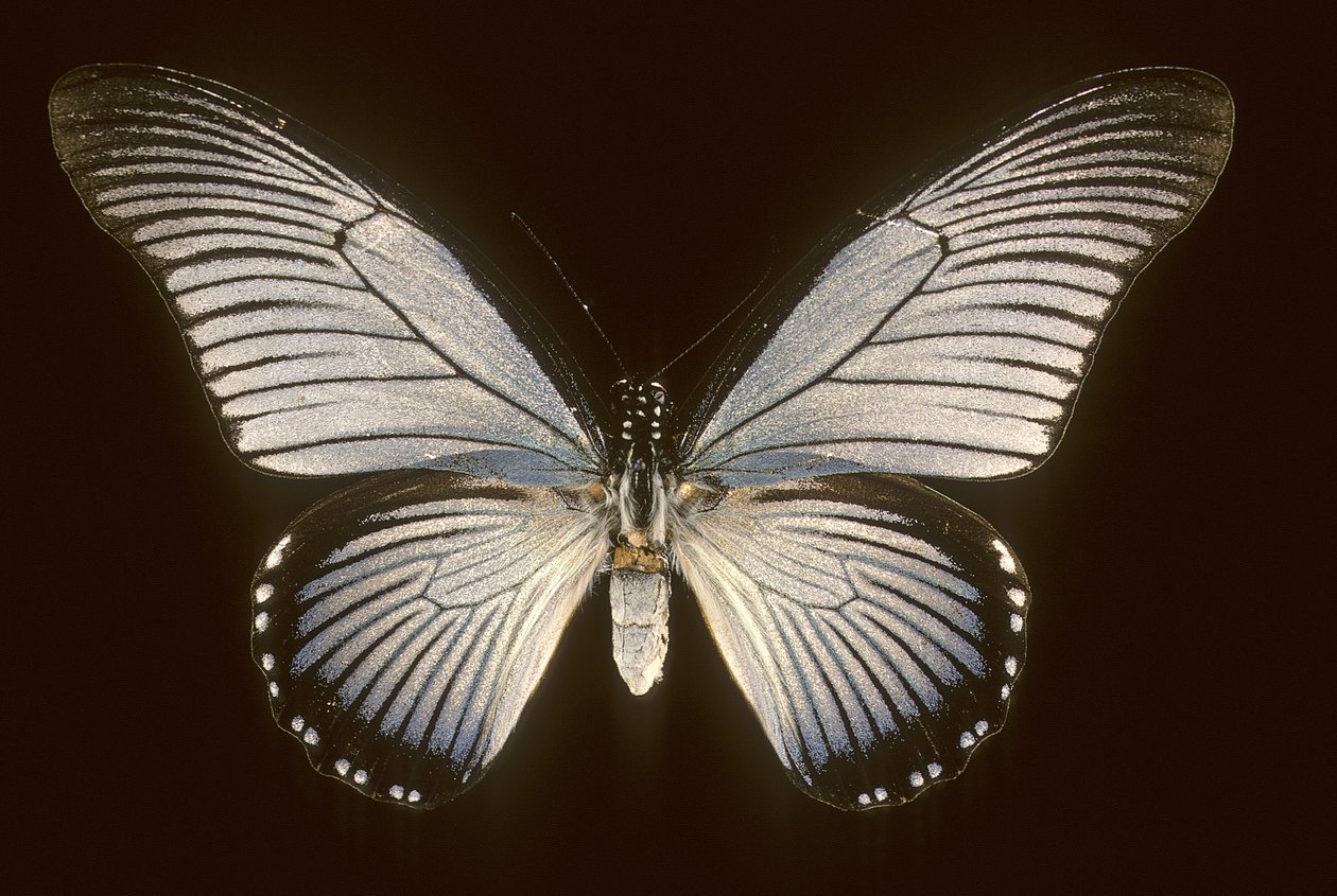 Papilio zalmoxis/Vitorláskék alkotó: Augustus Kollner