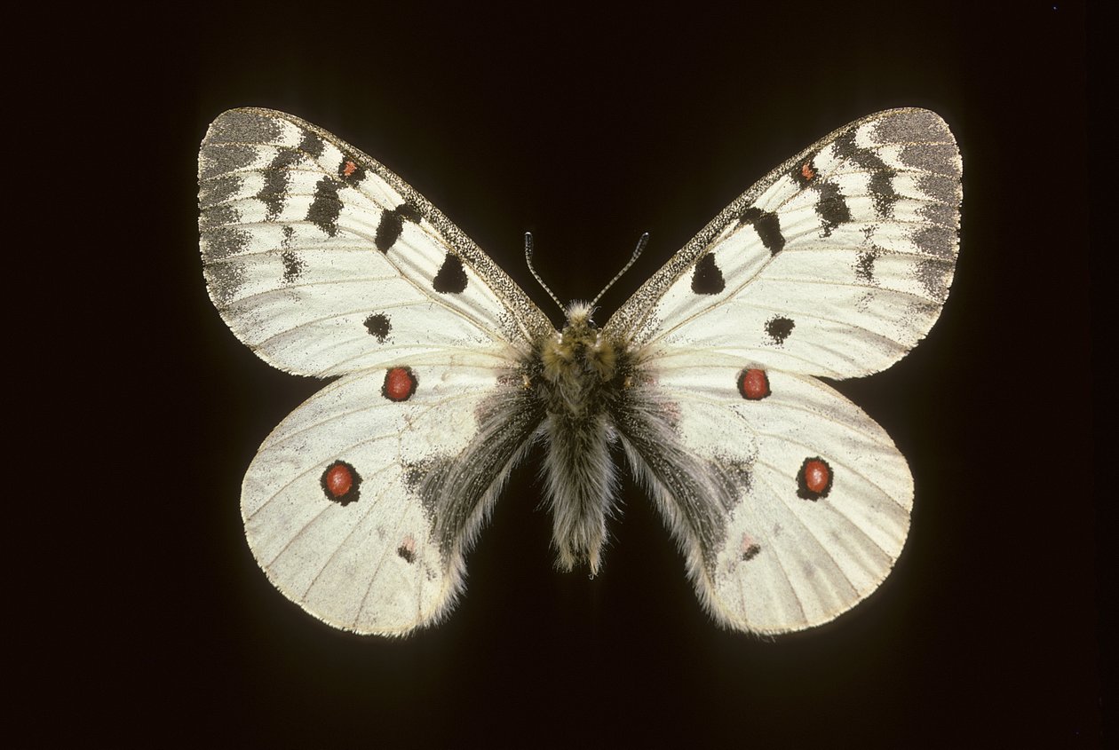 Parnassius phoebus/Kis apolló alkotó: Augustus Kollner