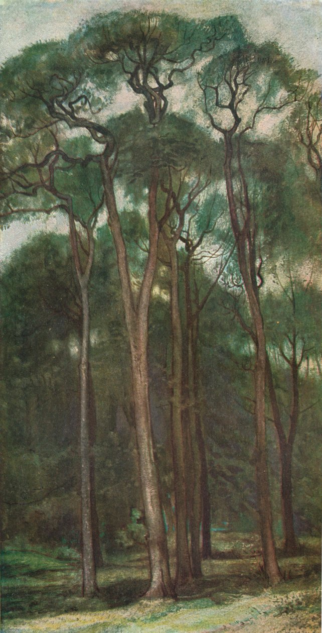 Study of Trees, c1900 1903-1904 alkotó: Charles Holroyd