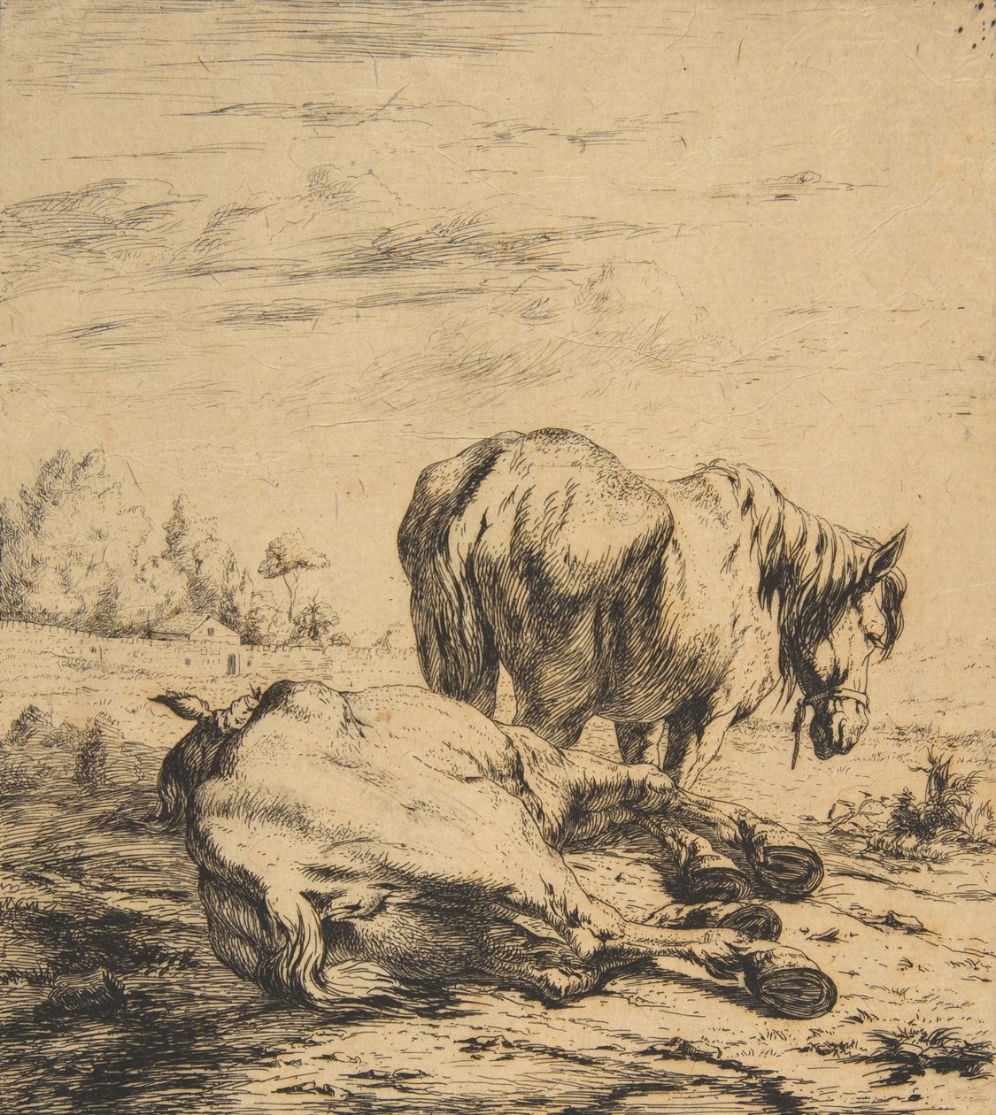 Két ló, 1850. alkotó: Charles Meryon
