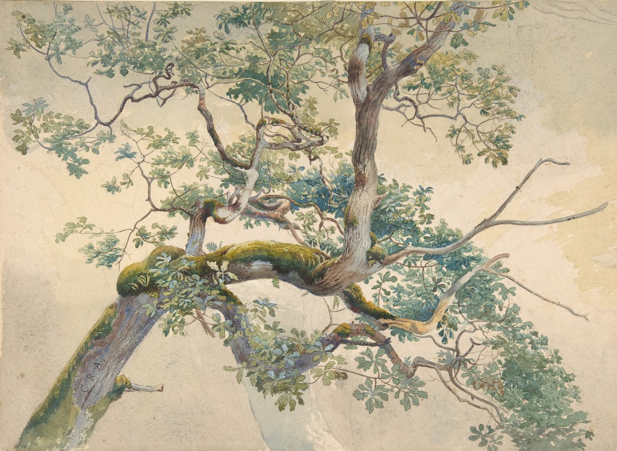 Faágak, 1852-1908. alkotó: Charles Reginald Aston