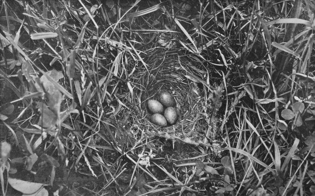 Skylark fészke, 1882, 1912 alkotó: Charles Reid