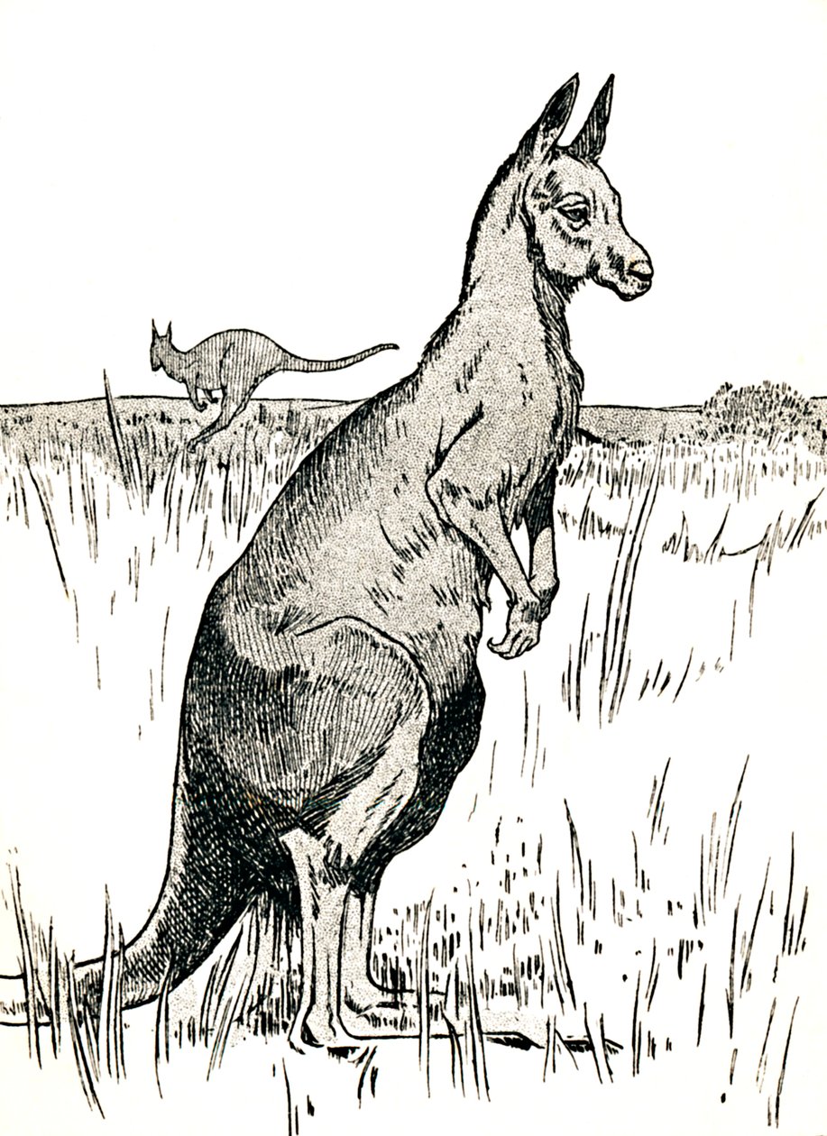 A kenguru, 1912 alkotó: Charles Robinson