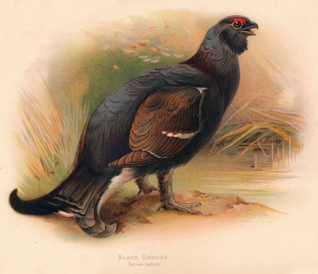 Fekete fajd Tetrao tetrix, 1900, 1900 alkotó: Charles Whymper