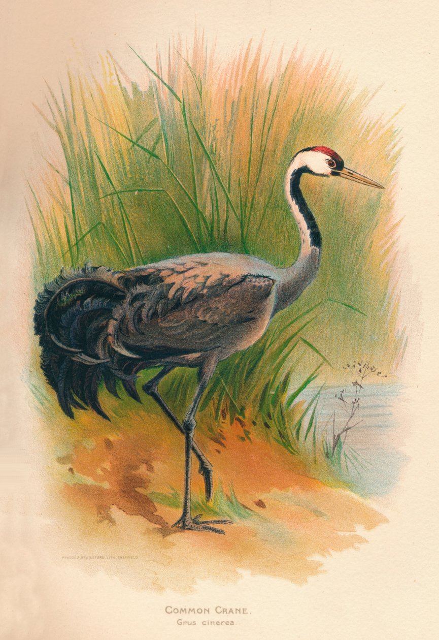 Közönséges daru Grus cinerea, 1900, 1900 alkotó: Charles Whymper