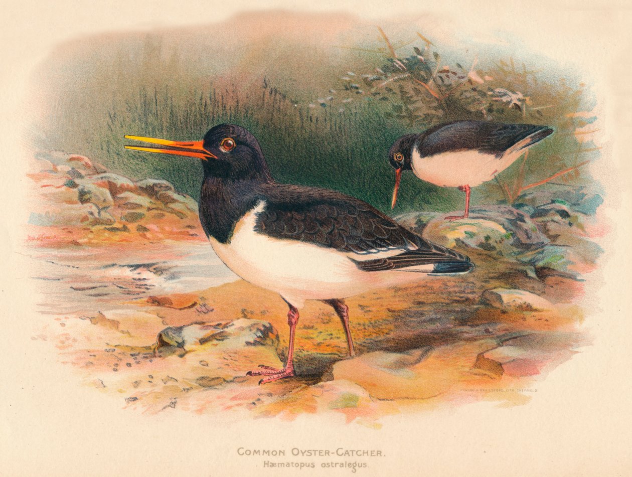 Haematopus ostralegus osztrigafogó, 1900, 1900 alkotó: Charles Whymper