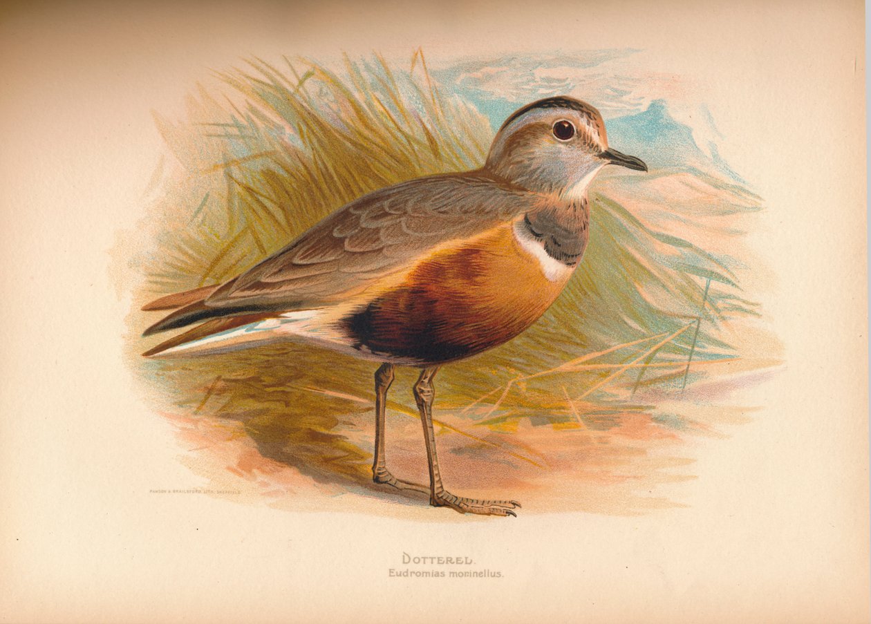 Dotterel Eabhasias morinellus, 1900, 1900 alkotó: Charles Whymper