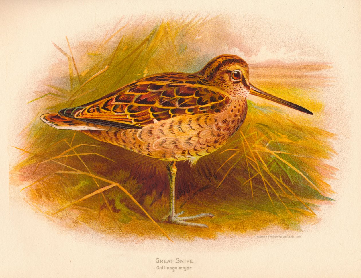 Nagy Szalonka Gallinago major, 1900, 1900 alkotó: Charles Whymper